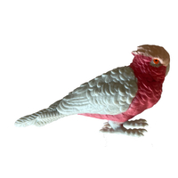 Science & Nature - Galah